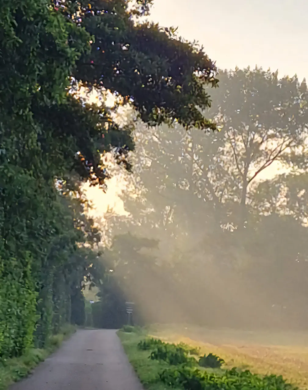 weg naar de camping met zon die schijnt door de bomen heen