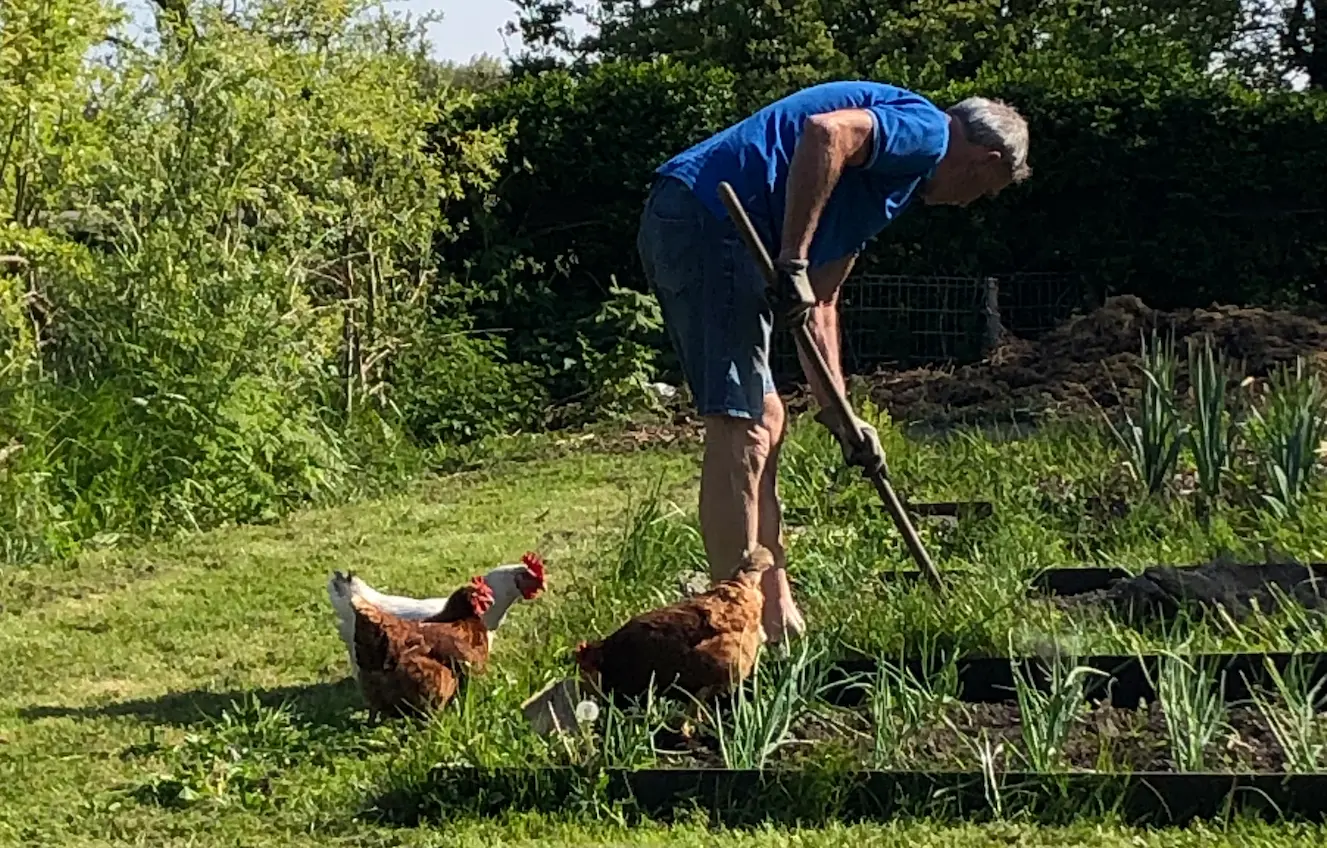 Hans Hans werkt in de tuin met kippen die toekijken