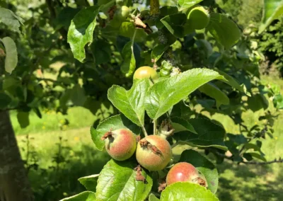 Jonge appeltejs aan de appelboom