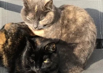 Twee poezen die tegen elkaar aan liggen